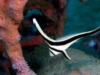 Jacknife Fish Juvenile